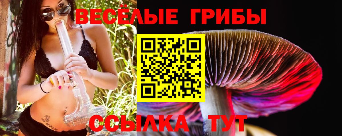 Галлюциногенные грибы Psilocybe Курчалой